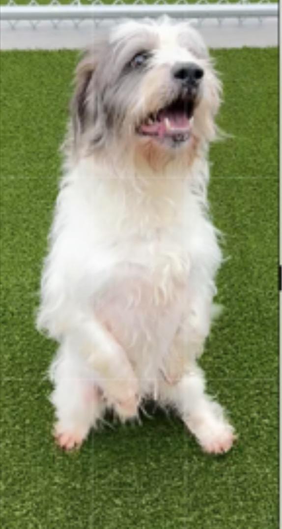 Ollie: Near PERFECT, a Adoptable mixed breed in Franklin, TN image 2/2