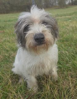 Oliver: Near PERFECT, an adoptable mixed breed in Franklin, TN image 1/6