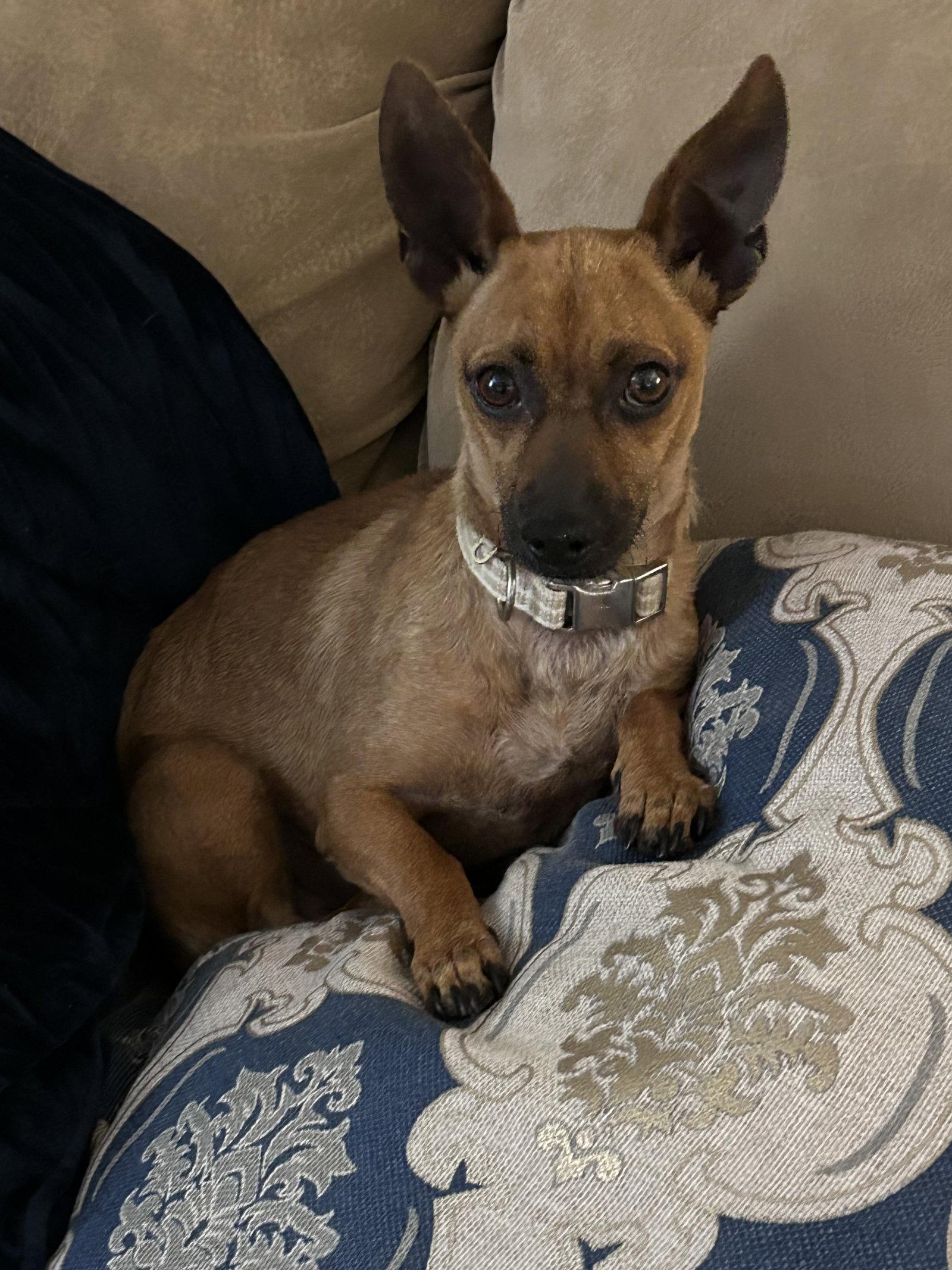 Enlarge Sunny, a Adoptable Chihuahua in Polson, MT image 1/2