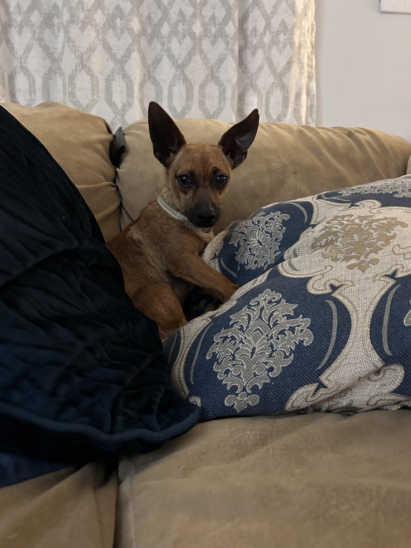 Enlarge Sunny, a Adoptable Chihuahua in Polson, MT image 2/2