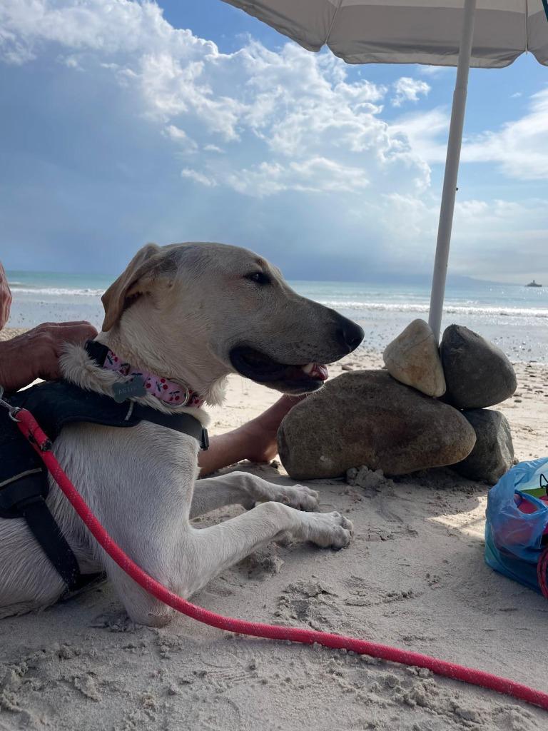 Astro — thumbnail 5