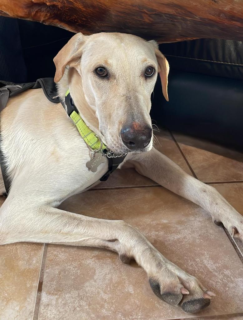 Astro — thumbnail 6