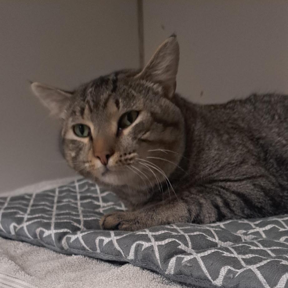 Robin, Adoptable, Young Male Domestic Short Hair.