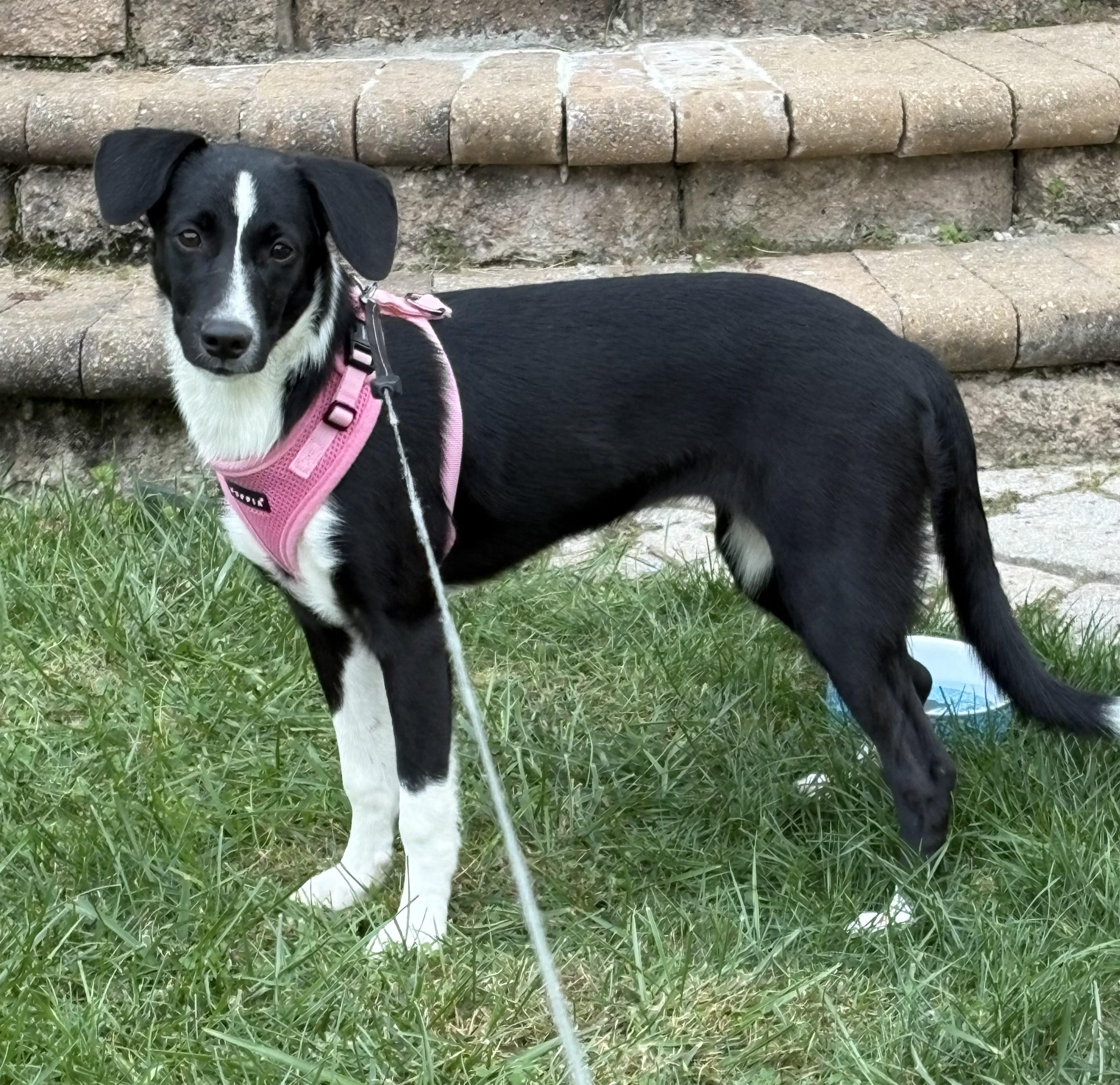 Rosa, Adoptable, Puppy Female Mixed Breed.