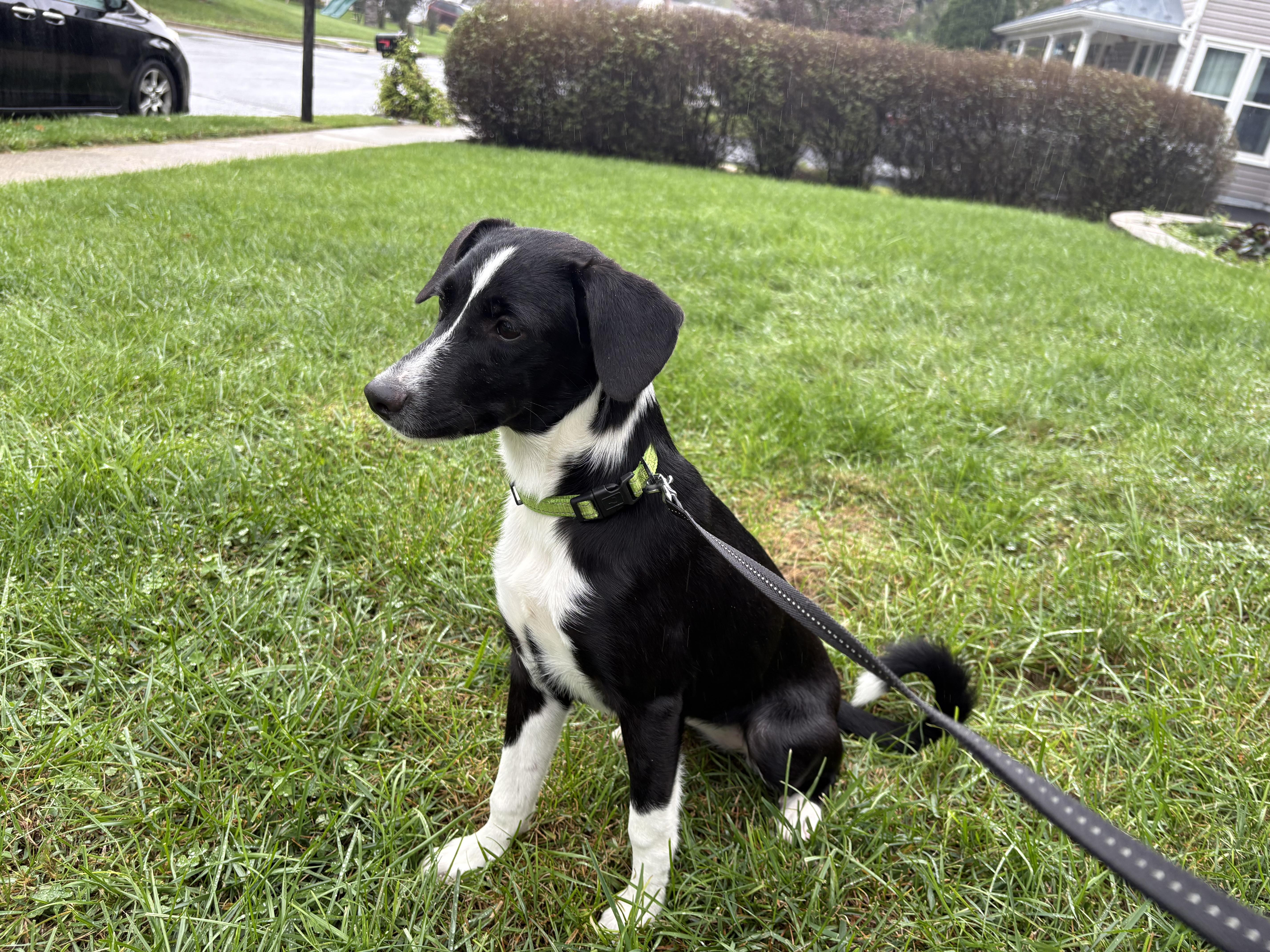 Enlarge Rosa, a Adoptable mixed breed in Columbia, MD image 3/4