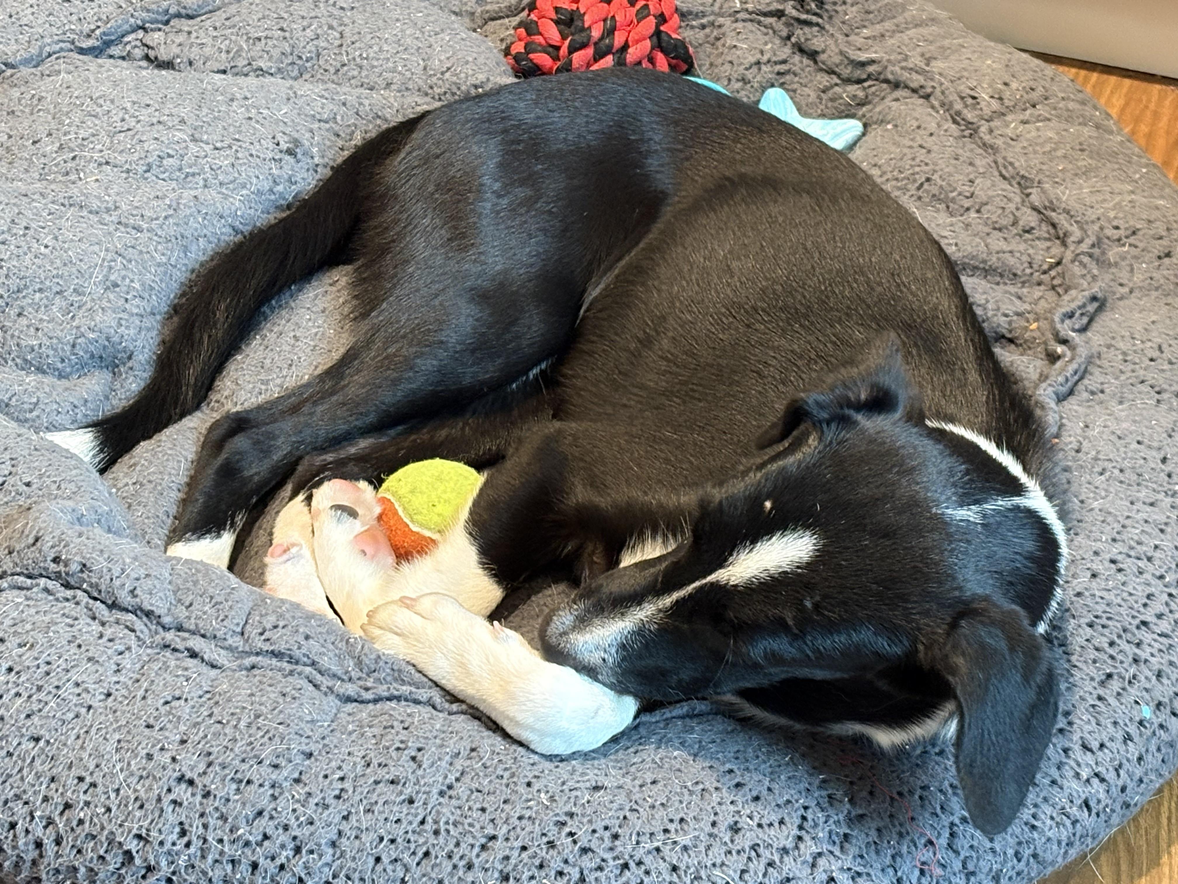 Enlarge Rosa, a Adoptable mixed breed in Columbia, MD image 4/4