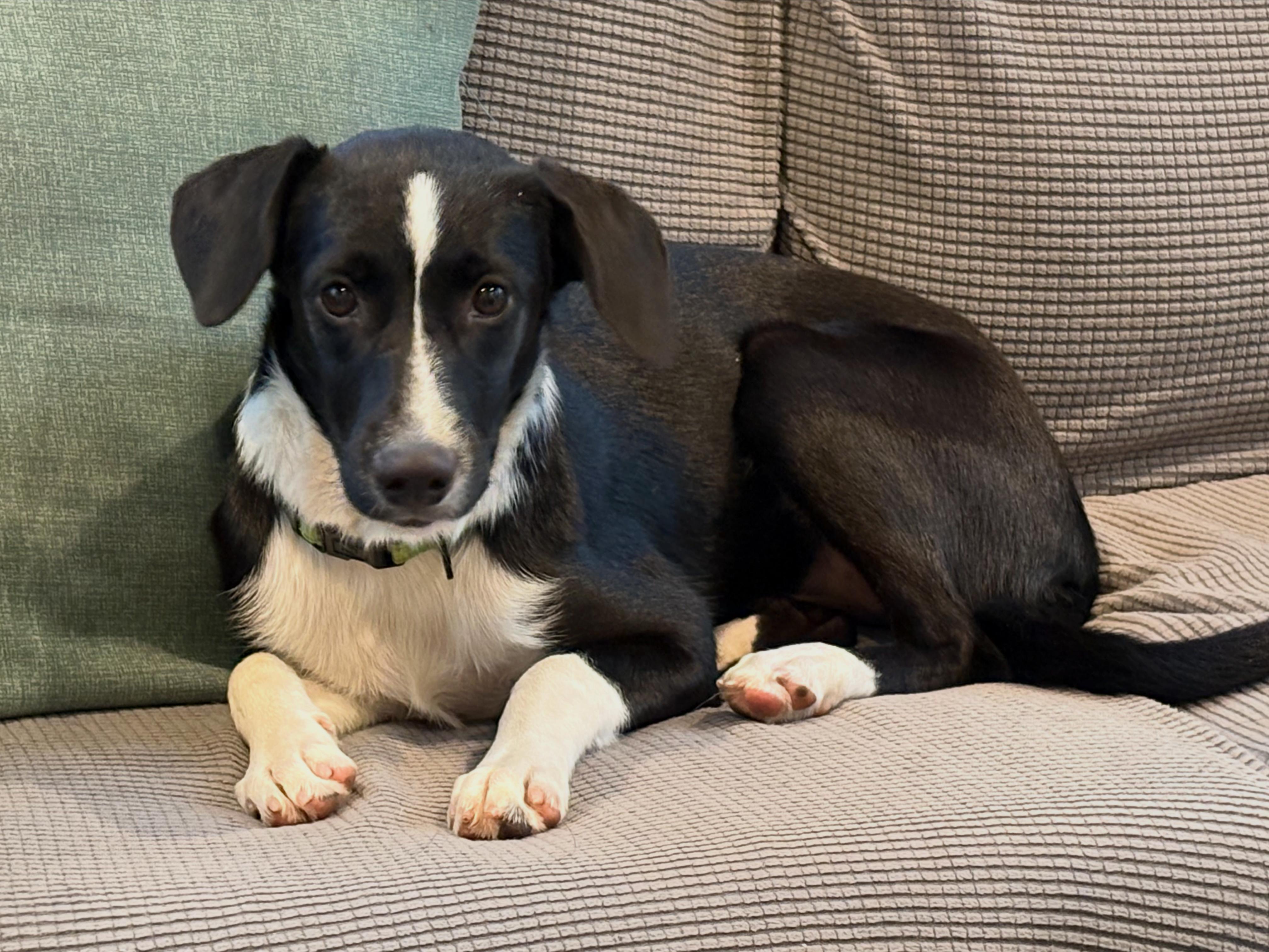 Enlarge Rosa, a Adoptable mixed breed in Columbia, MD image 2/4