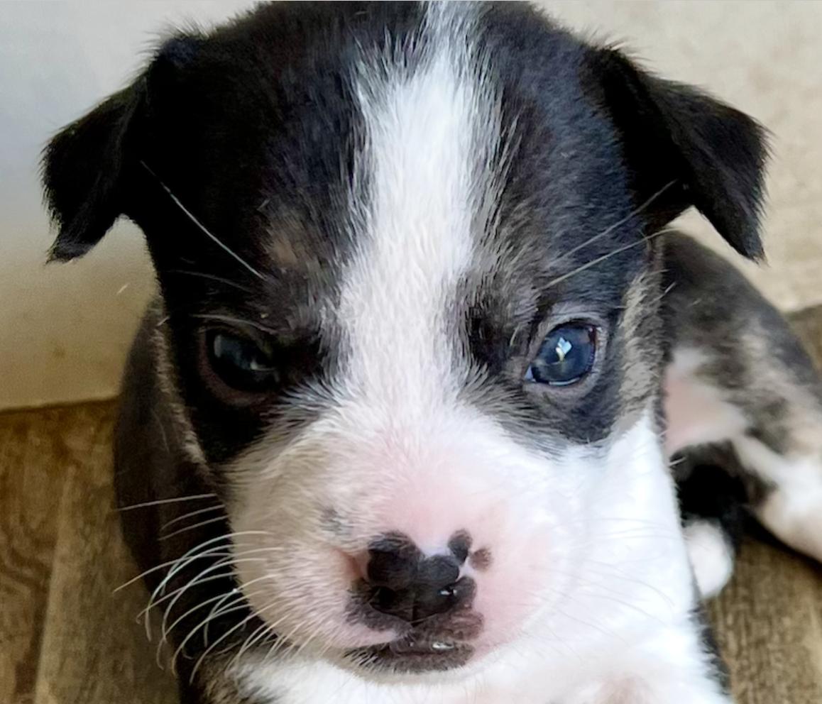 Bonnie — thumbnail 3