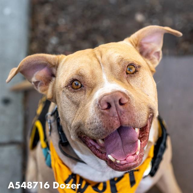 DOZER, Adoptable, Adult Male Pit Bull Terrier & Mixed Breed.