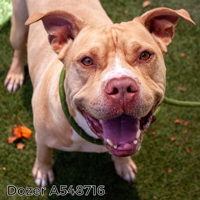 DOZER, Adoptable, Adult Male Pit Bull Terrier & Mixed Breed.
