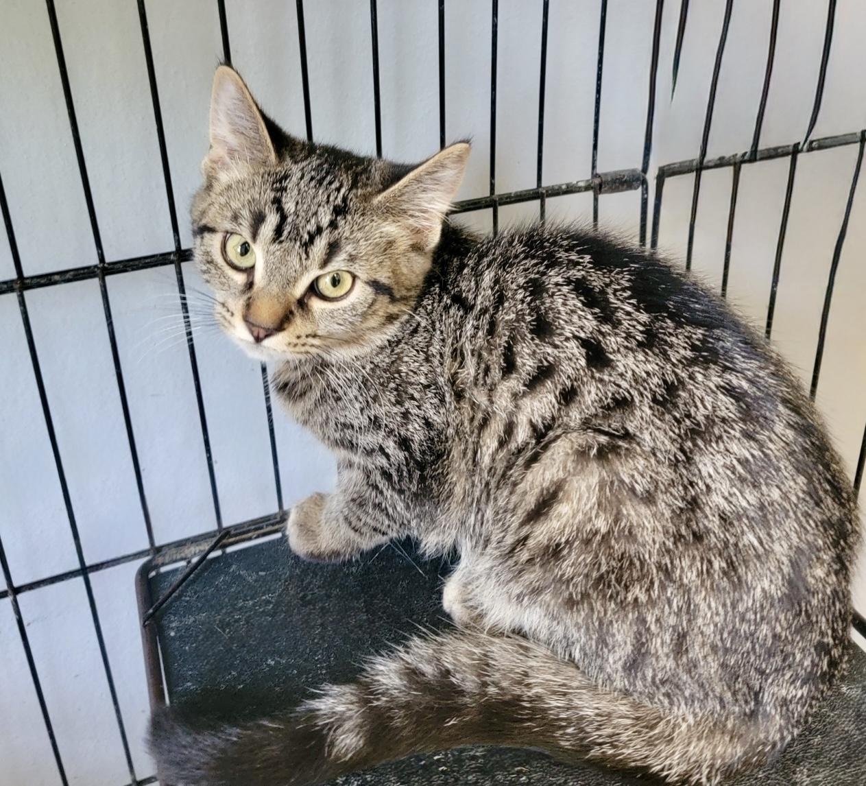 Enlarge Fluffball, a Adoptable mixed breed in Anderson, IN image 1/1