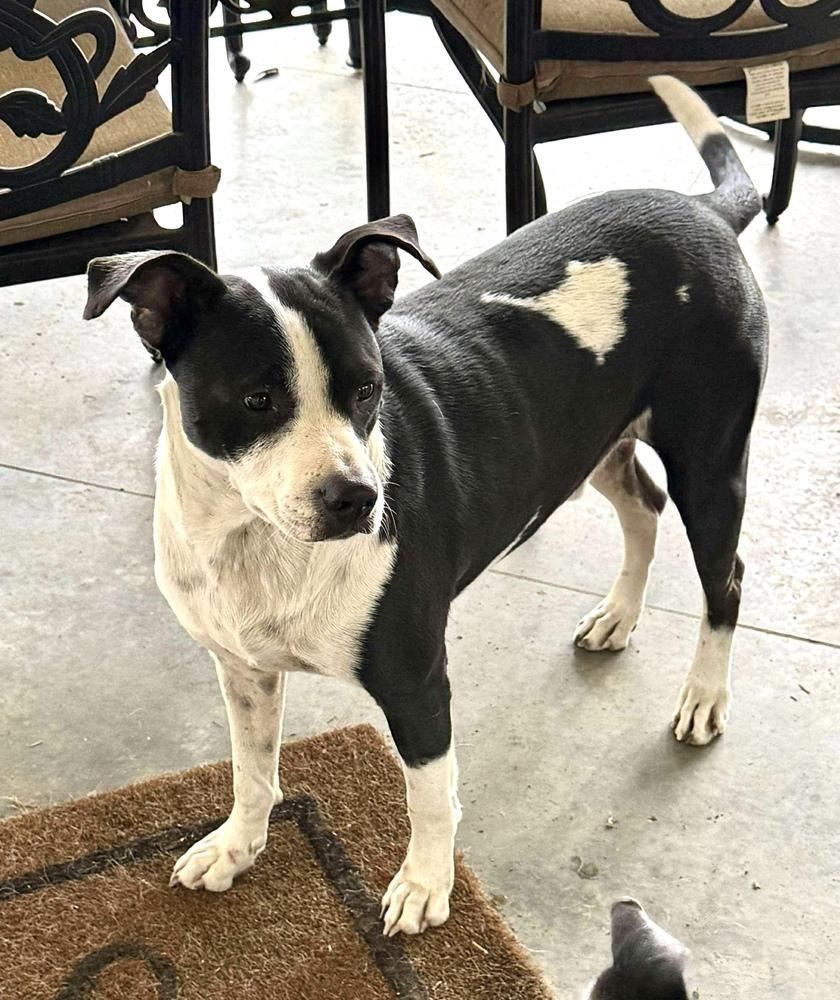 Stuart, Adoptable, Adult Male Black Mouth Cur.