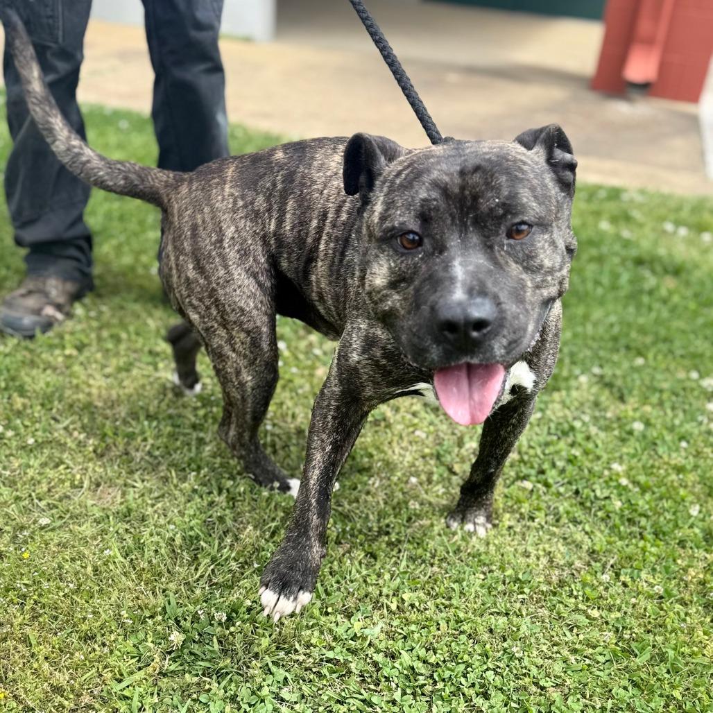 Enlarge Marvin, a Adoptable Mixed Breed in Corinth, MS image 1/1