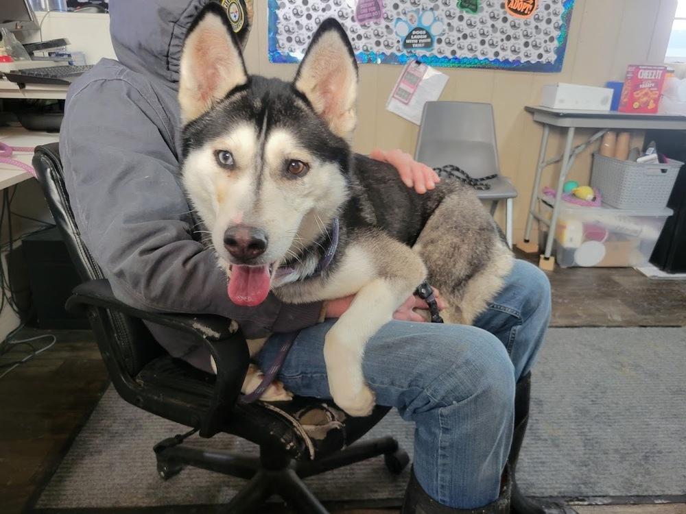 Enlarge ASHTON 022-26, a ADOPTABLE mixed breed in Cambridge, OH image 3/3