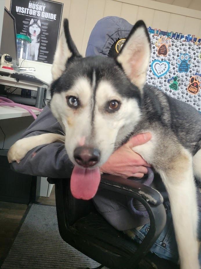 Enlarge ASHTON 022-26, a ADOPTABLE mixed breed in Cambridge, OH image 2/3