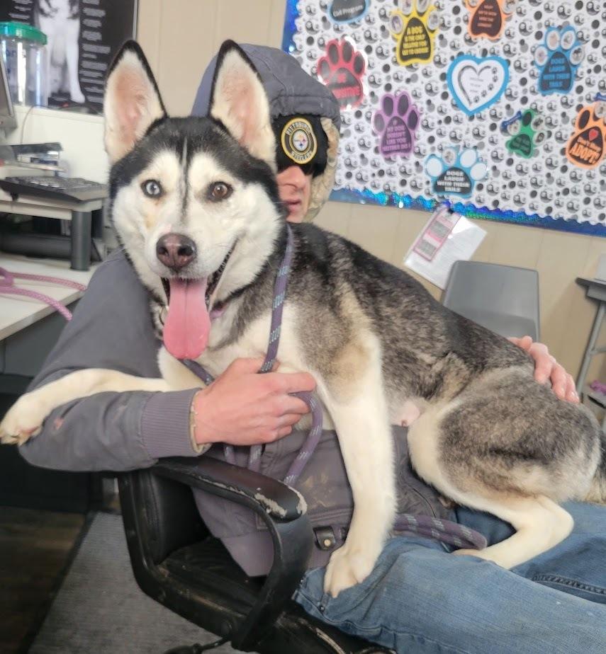 Enlarge ASHTON 022-26, a ADOPTABLE mixed breed in Cambridge, OH image 1/3