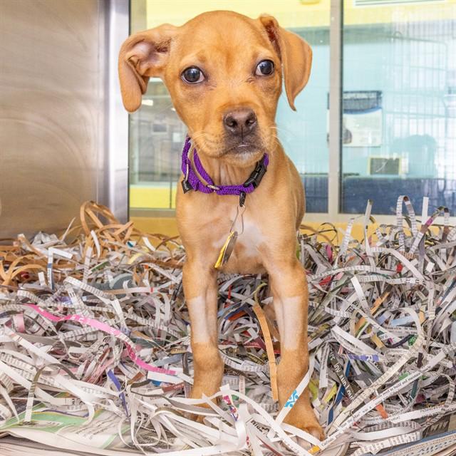 Enlarge MABEL, a Adoptable mixed breed in Saint Louis, MO image 1/1