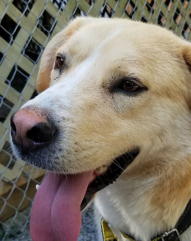 Sozo, a Adopted mixed breed in Warkworth, ON image 1/4