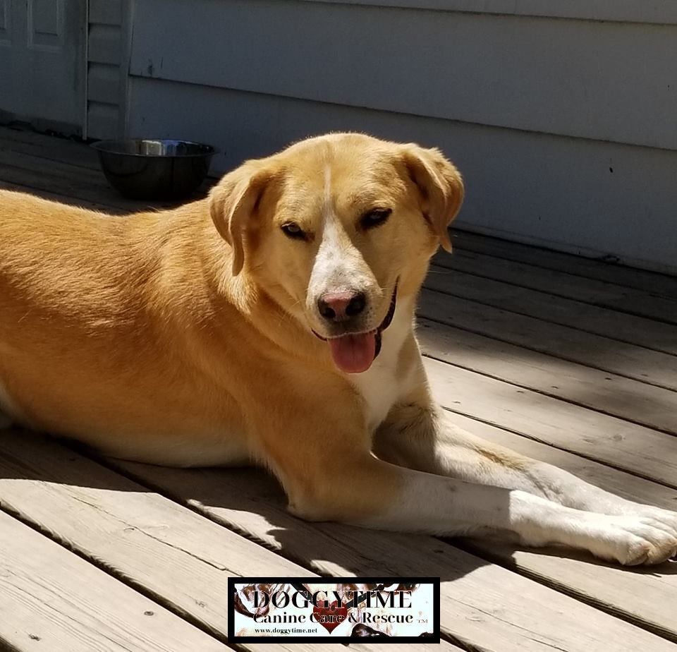 Sozo, a Adopted mixed breed in Warkworth, ON image 2/4