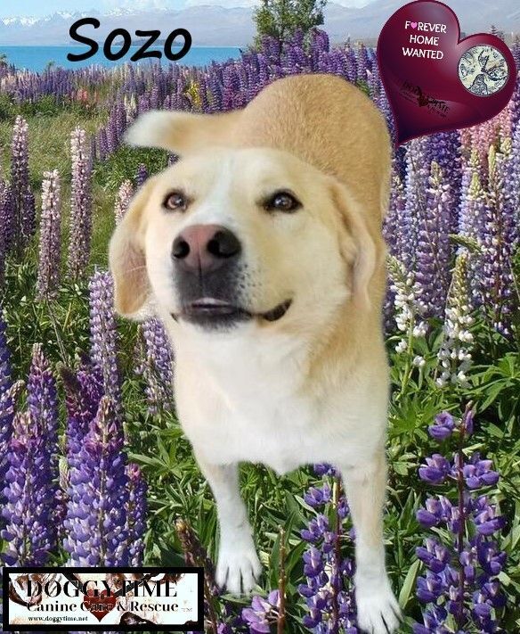 Sozo, a Adopted mixed breed in Warkworth, ON image 3/4