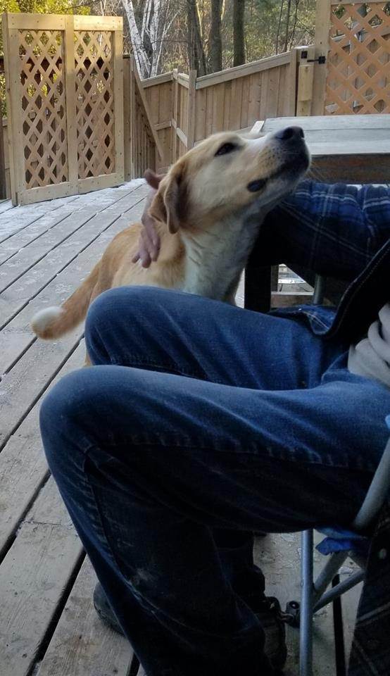 Sozo, a Adopted mixed breed in Warkworth, ON image 4/4