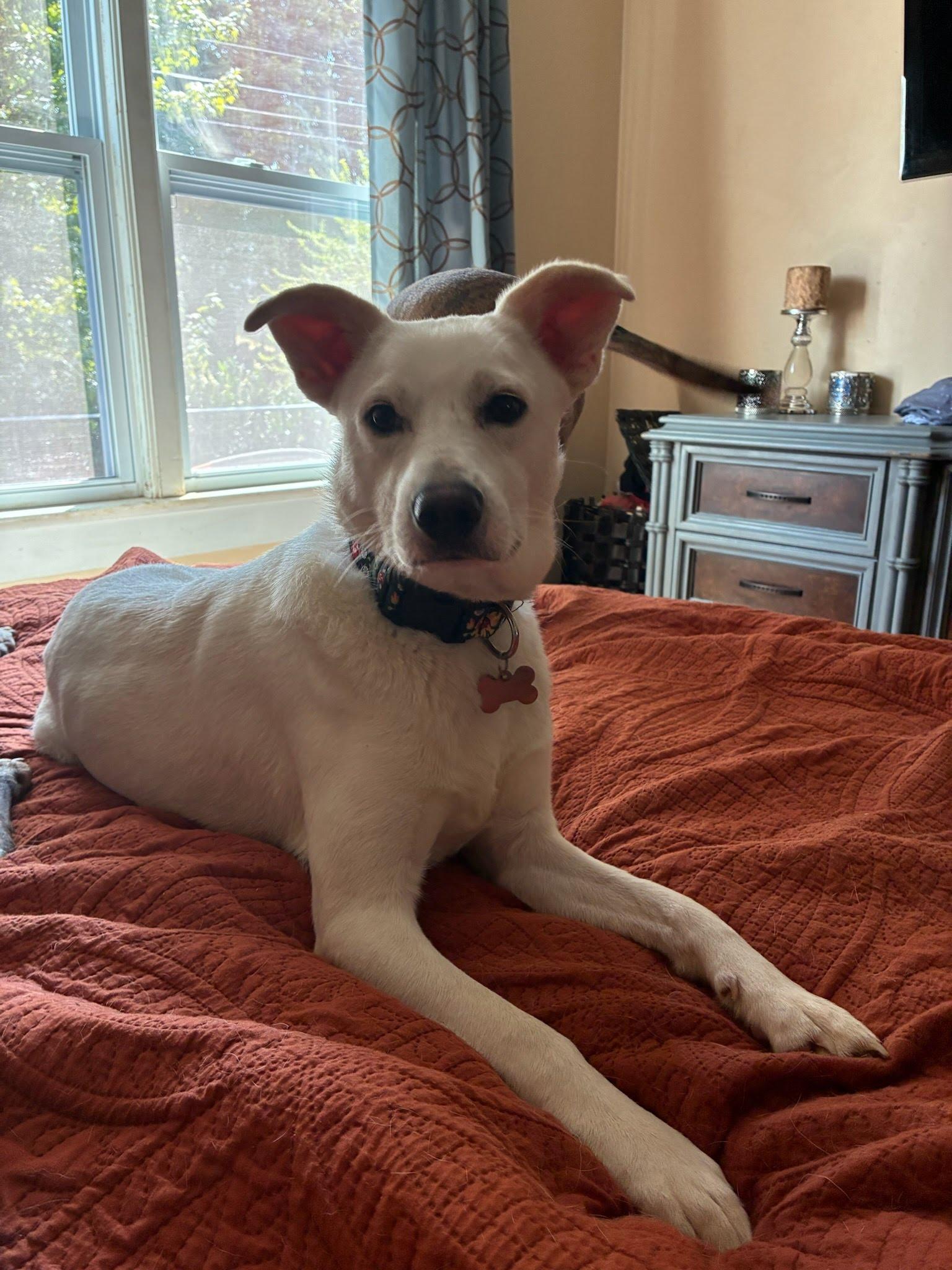 Breaux, Adoptable, Young Male Siberian Husky.