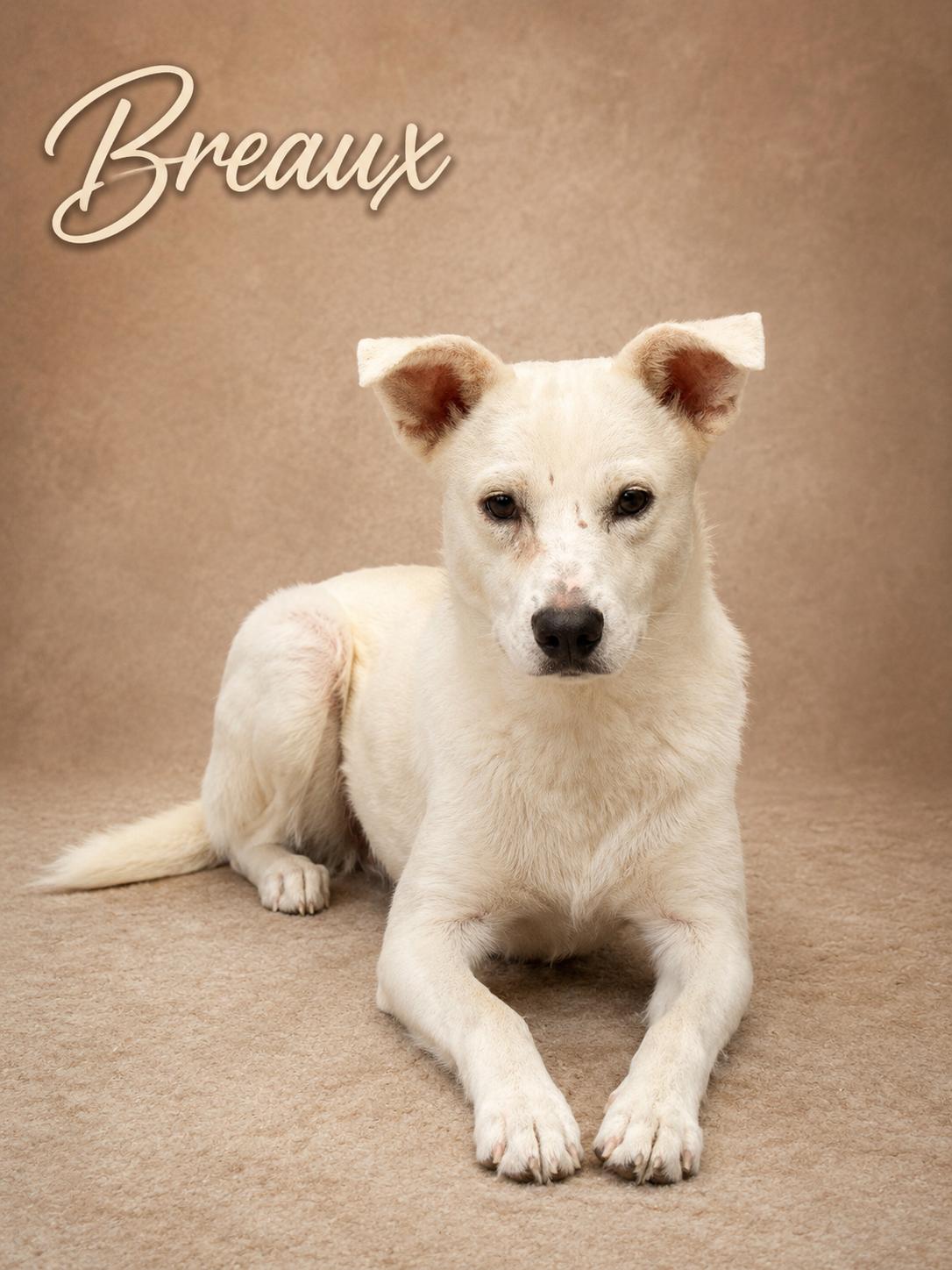 Enlarge Breaux, a Adoptable mixed breed in Knoxville, TN image 2/5