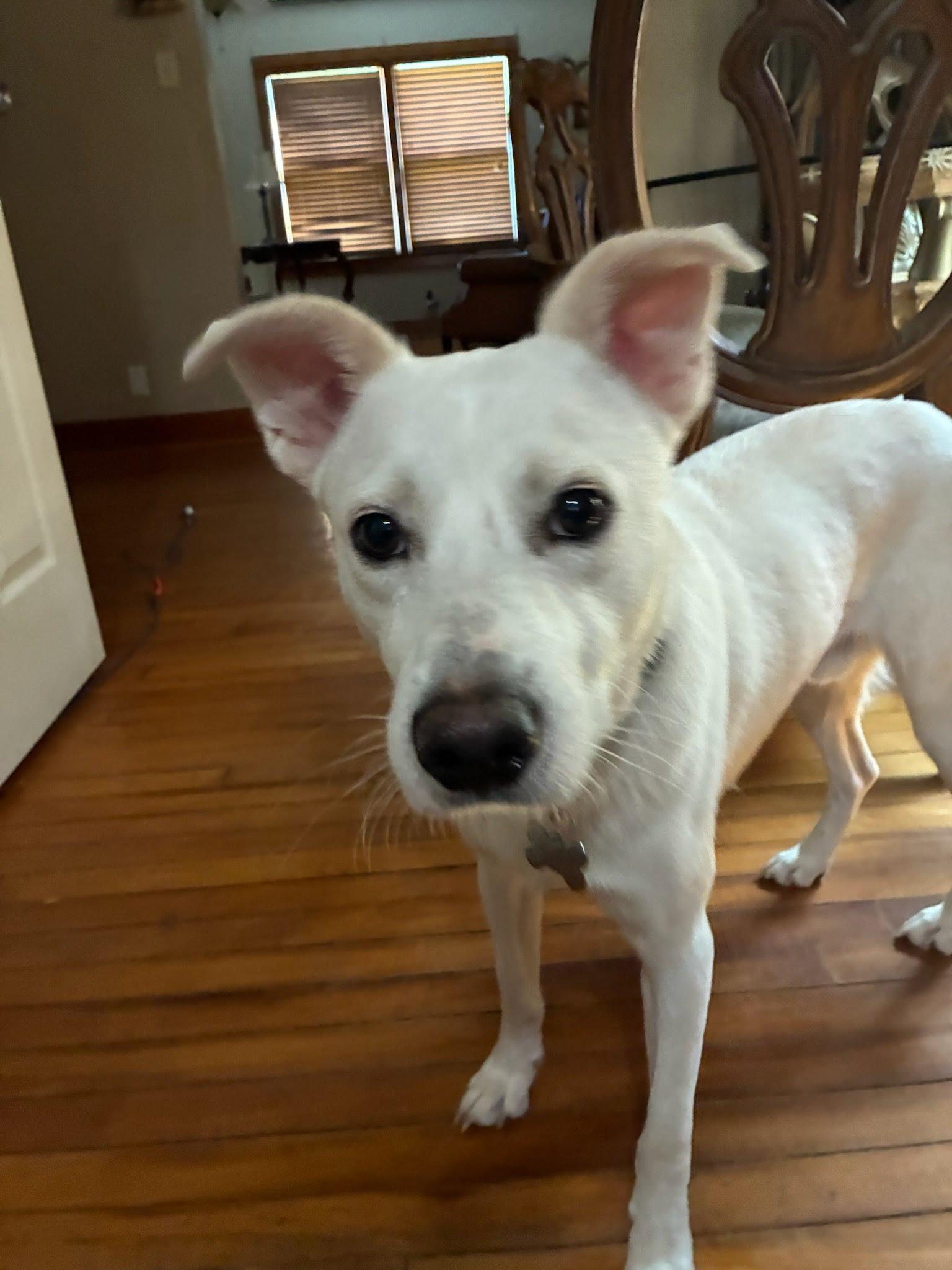 Enlarge Breaux, a Adoptable mixed breed in Knoxville, TN image 3/5