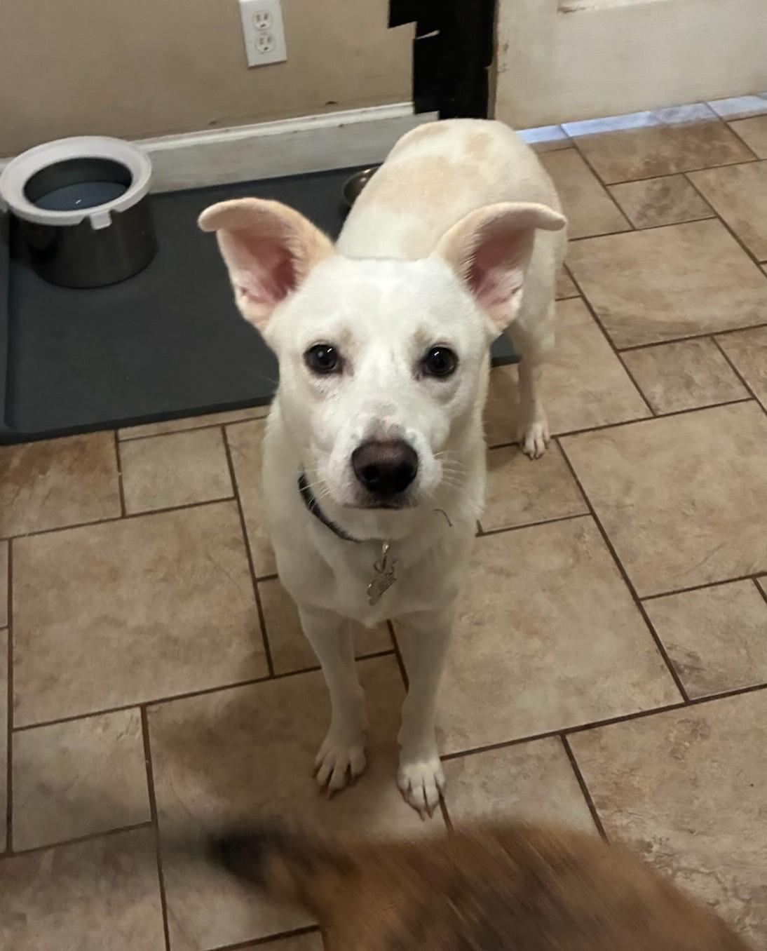 Enlarge Breaux, a Adoptable mixed breed in Knoxville, TN image 4/5