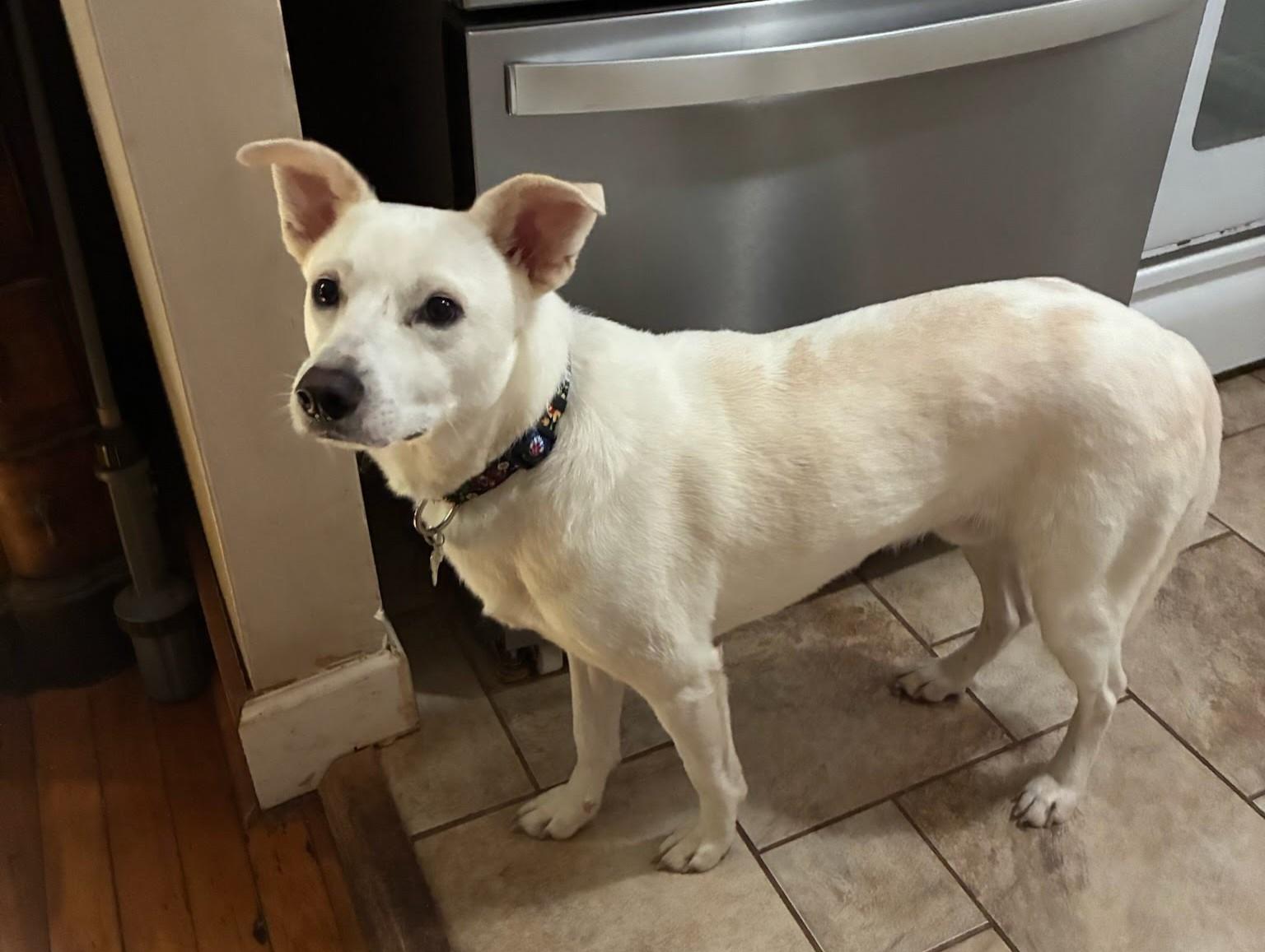 Enlarge Breaux, a Adoptable mixed breed in Knoxville, TN image 5/5
