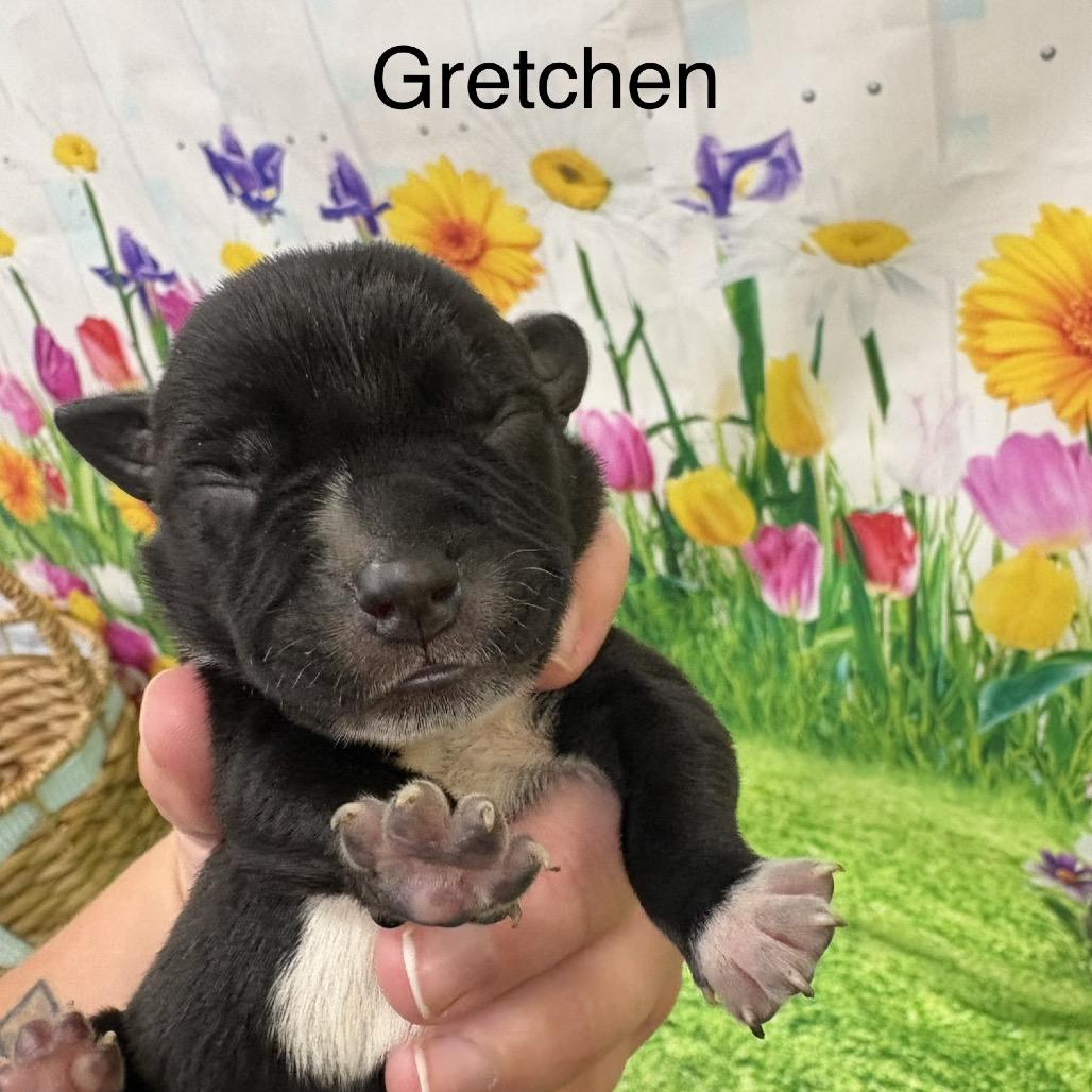 Gretchen, ADOPTABLE, Puppy Female Pit Bull Terrier.
