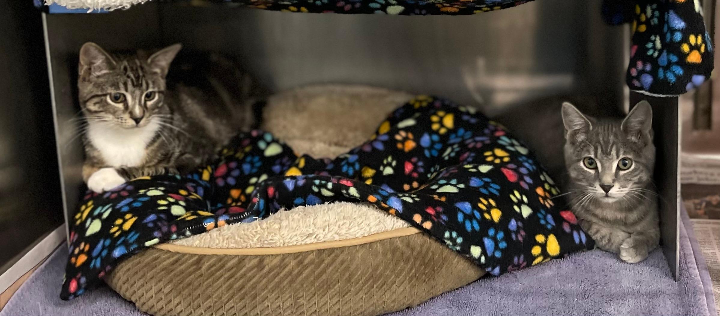 Rusty and Hawk, ADOPTABLE, Kitten Male Domestic Short Hair.