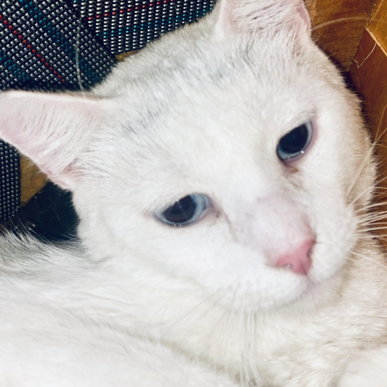 Enlarge WINTER, a Adoptable mixed breed in BEVERLY HILLS, CA image 2/3