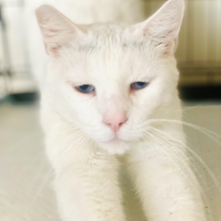 Enlarge WINTER, a Adoptable mixed breed in BEVERLY HILLS, CA image 1/3