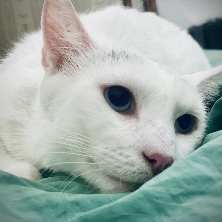 Enlarge WINTER, a Adoptable mixed breed in BEVERLY HILLS, CA image 3/3