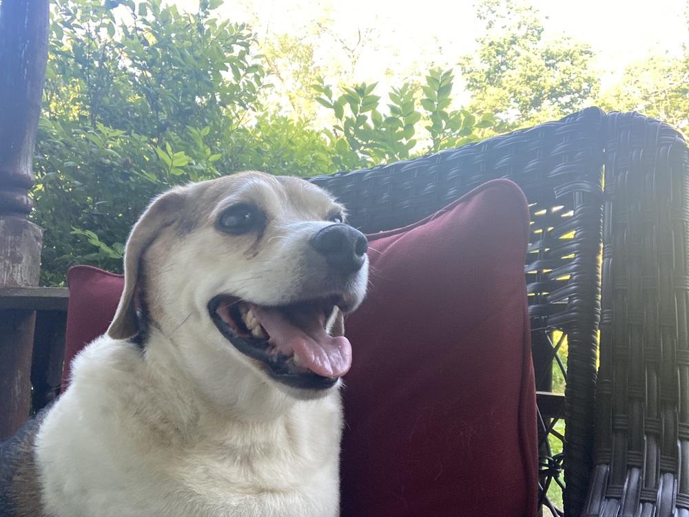 Big Ed, Adoptable, Senior Male Beagle.
