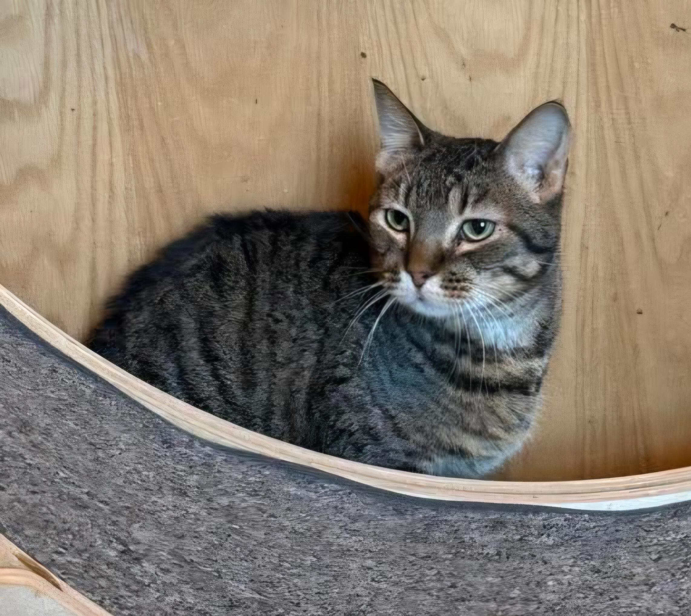 Enlarge Tinkerbell, a ADOPTABLE Domestic Short Hair in Sioux City, IA image 6/6