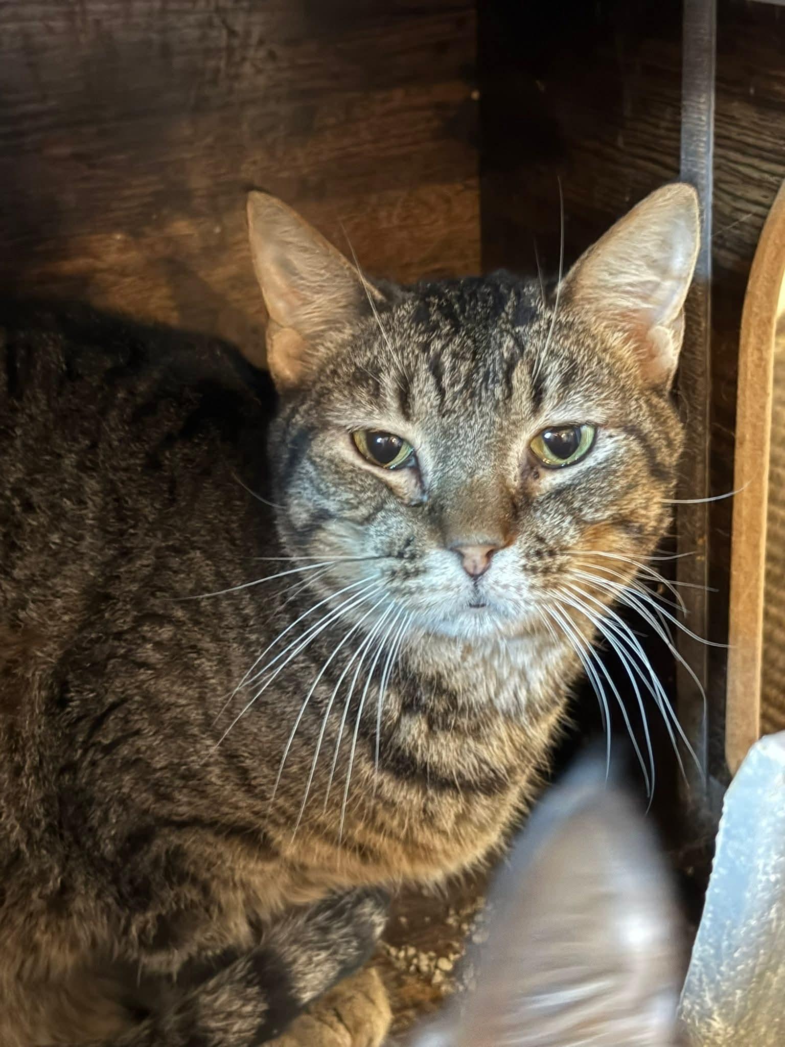 Tinkerbell, ADOPTABLE, Adult Female Domestic Short Hair.