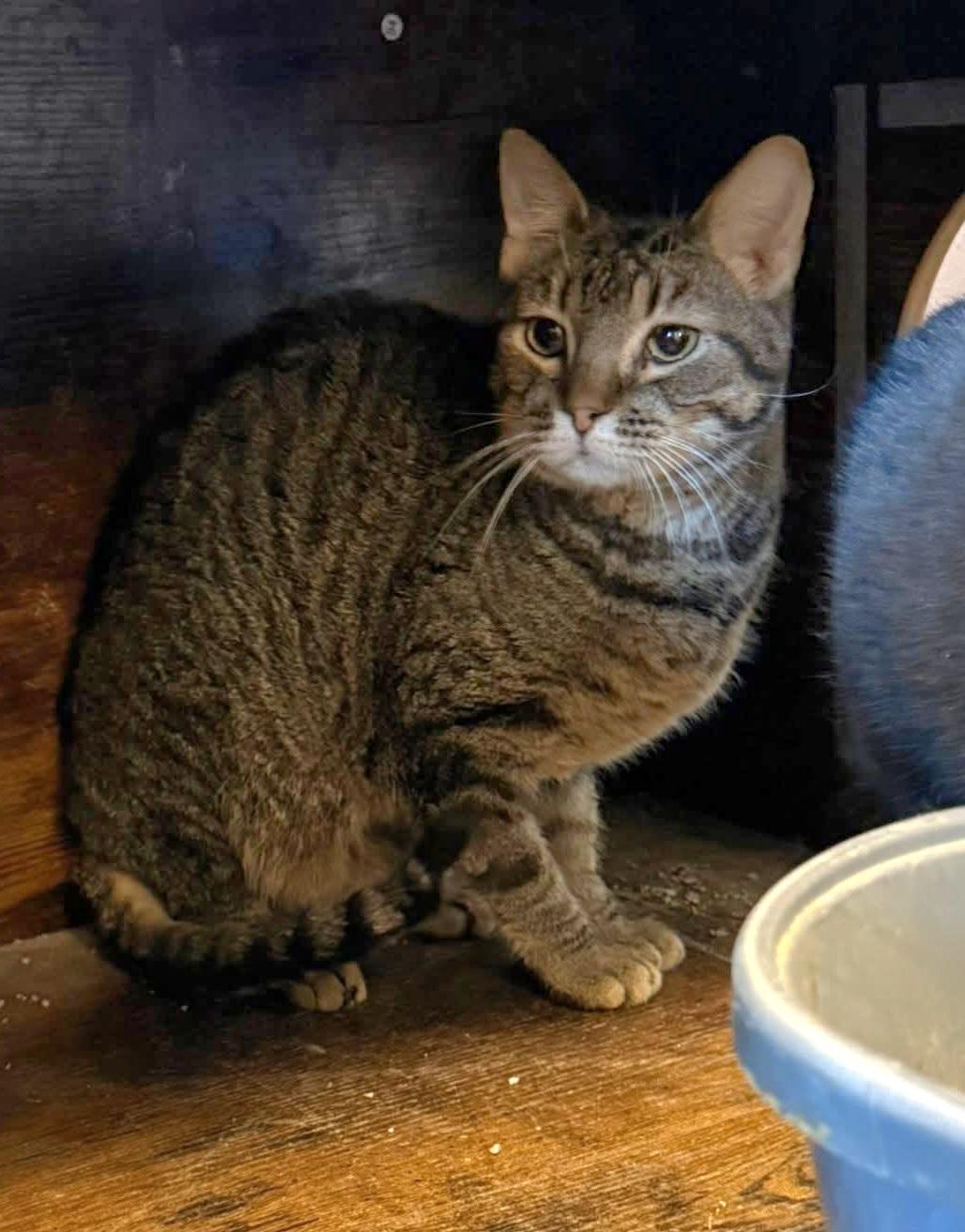 Enlarge Tinkerbell, a ADOPTABLE Domestic Short Hair in Sioux City, IA image 5/6
