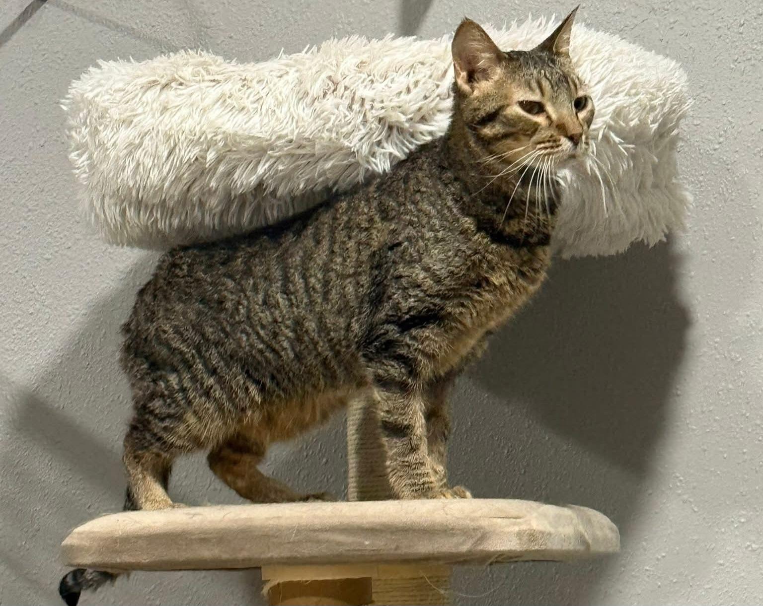 Enlarge Tinkerbell, a ADOPTABLE Domestic Short Hair in Sioux City, IA image 2/6