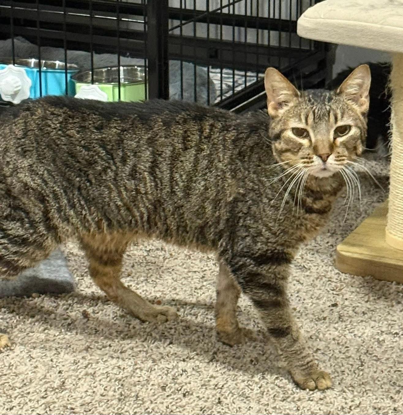 Enlarge Tinkerbell, a ADOPTABLE Domestic Short Hair in Sioux City, IA image 4/6