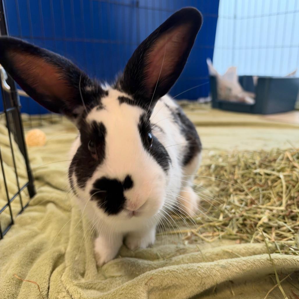 Enlarge Clover, a Adoptable English Spot in Murray, UT image 1/3