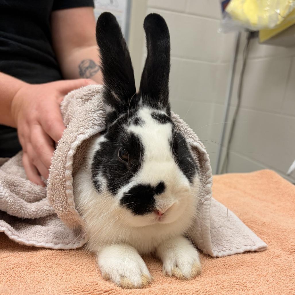 Enlarge Clover, a Adoptable English Spot in Murray, UT image 2/3
