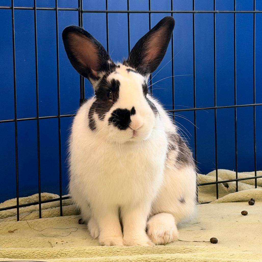 Enlarge Clover, a Adoptable English Spot in Murray, UT image 3/3