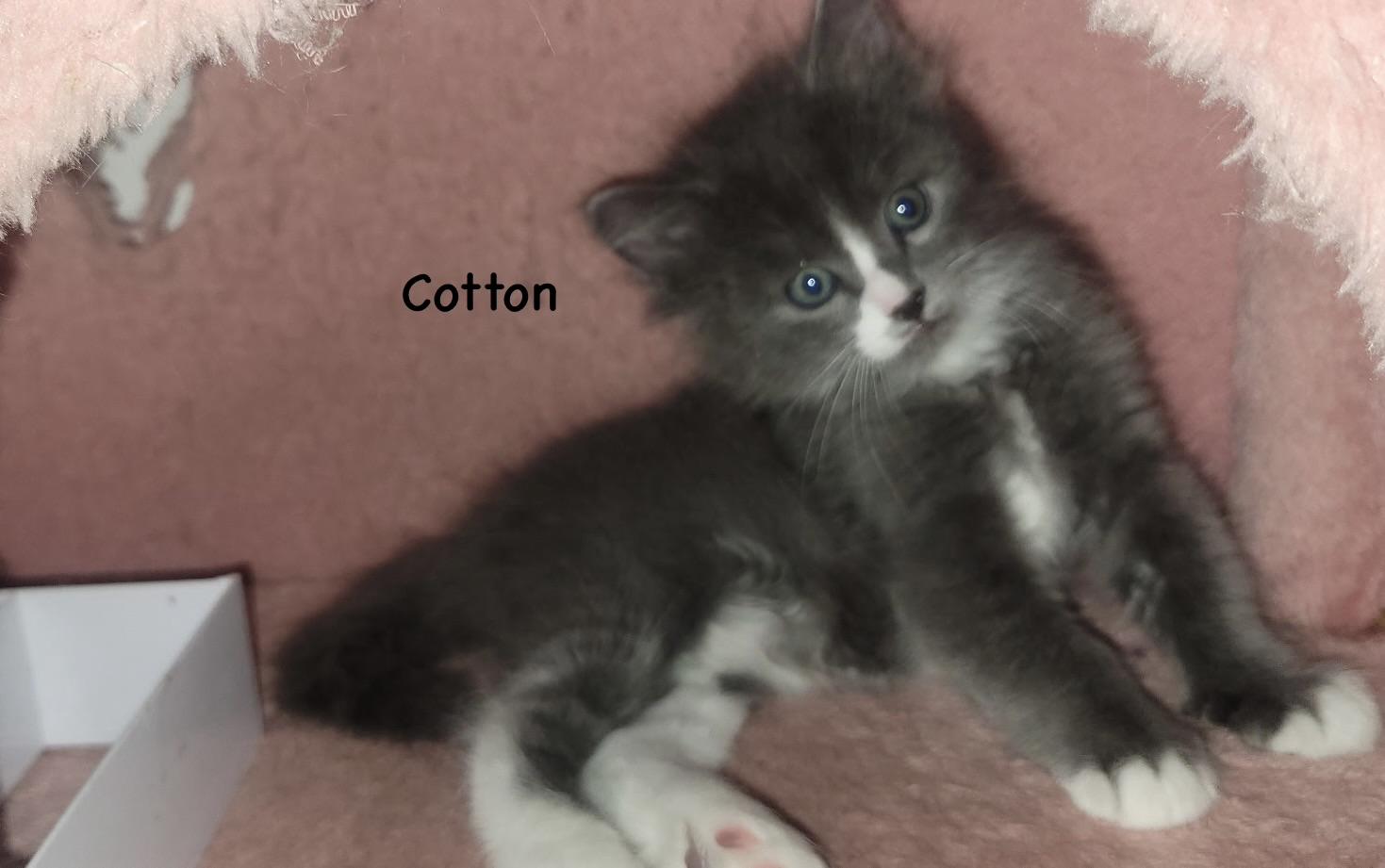 Cotton, a Adoptable mixed breed in Dixon, CA image 2/2
