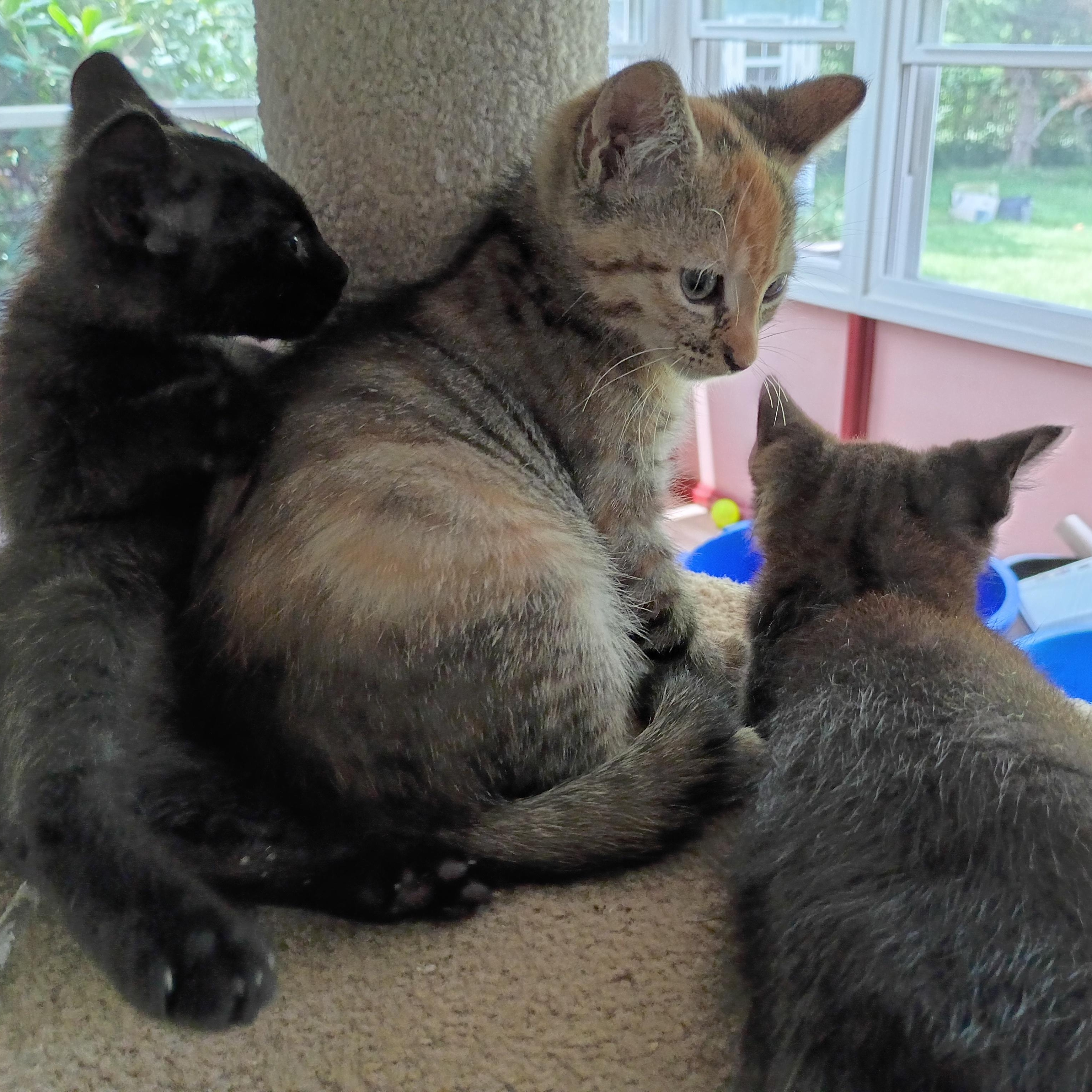 Enlarge Mac (School Kits), a Adopted Domestic Short Hair in Bordentown, NJ image 4/4
