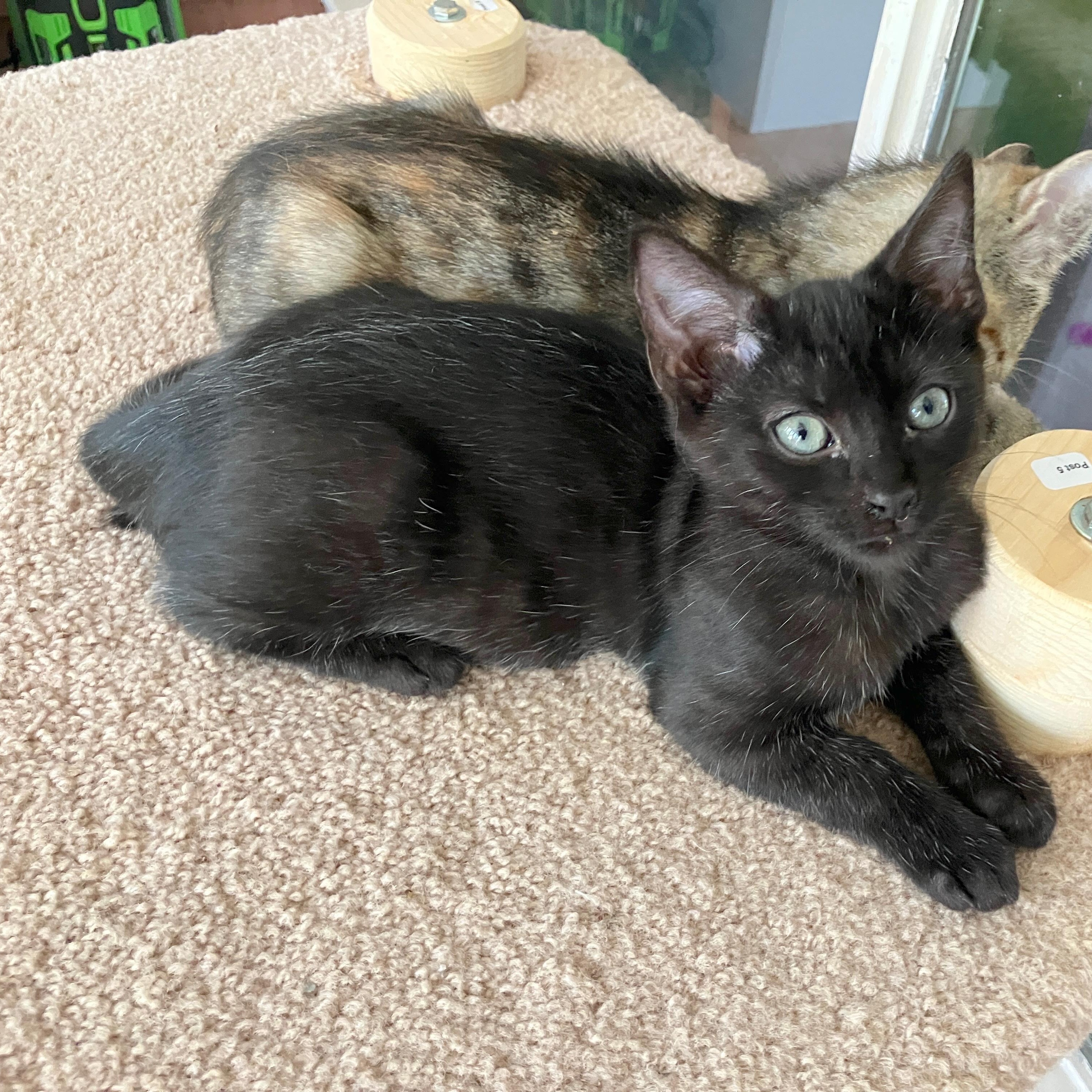 Enlarge Mac (School Kits), a Adopted Domestic Short Hair in Bordentown, NJ image 1/4