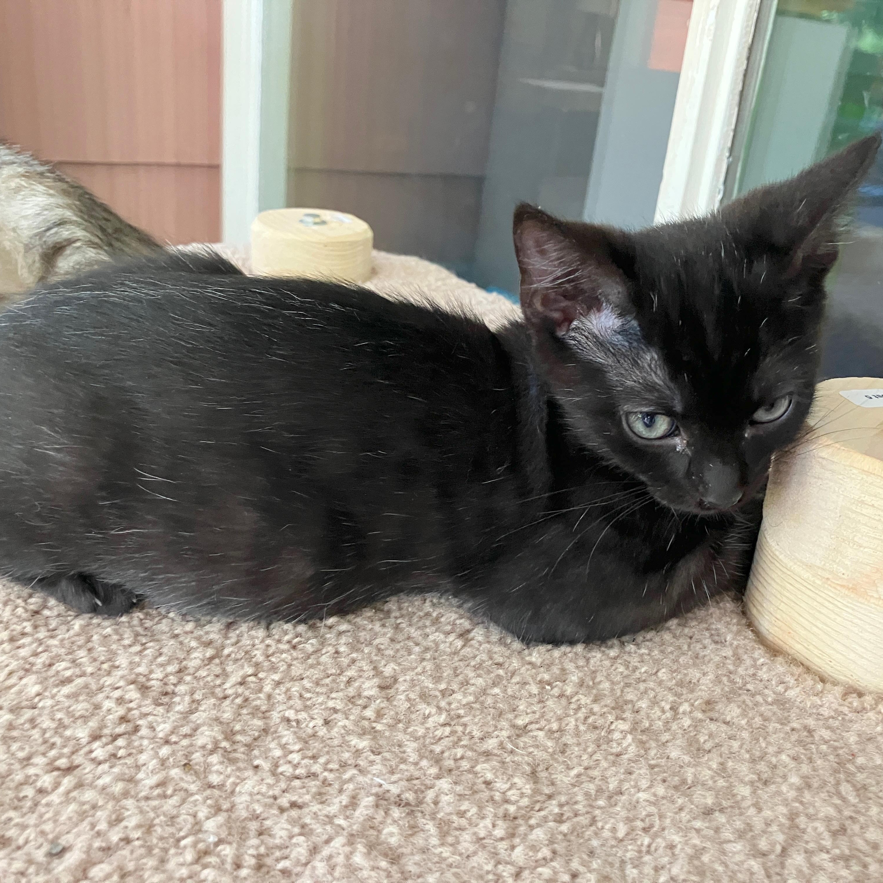 Enlarge Mac (School Kits), a Adopted Domestic Short Hair in Bordentown, NJ image 3/4