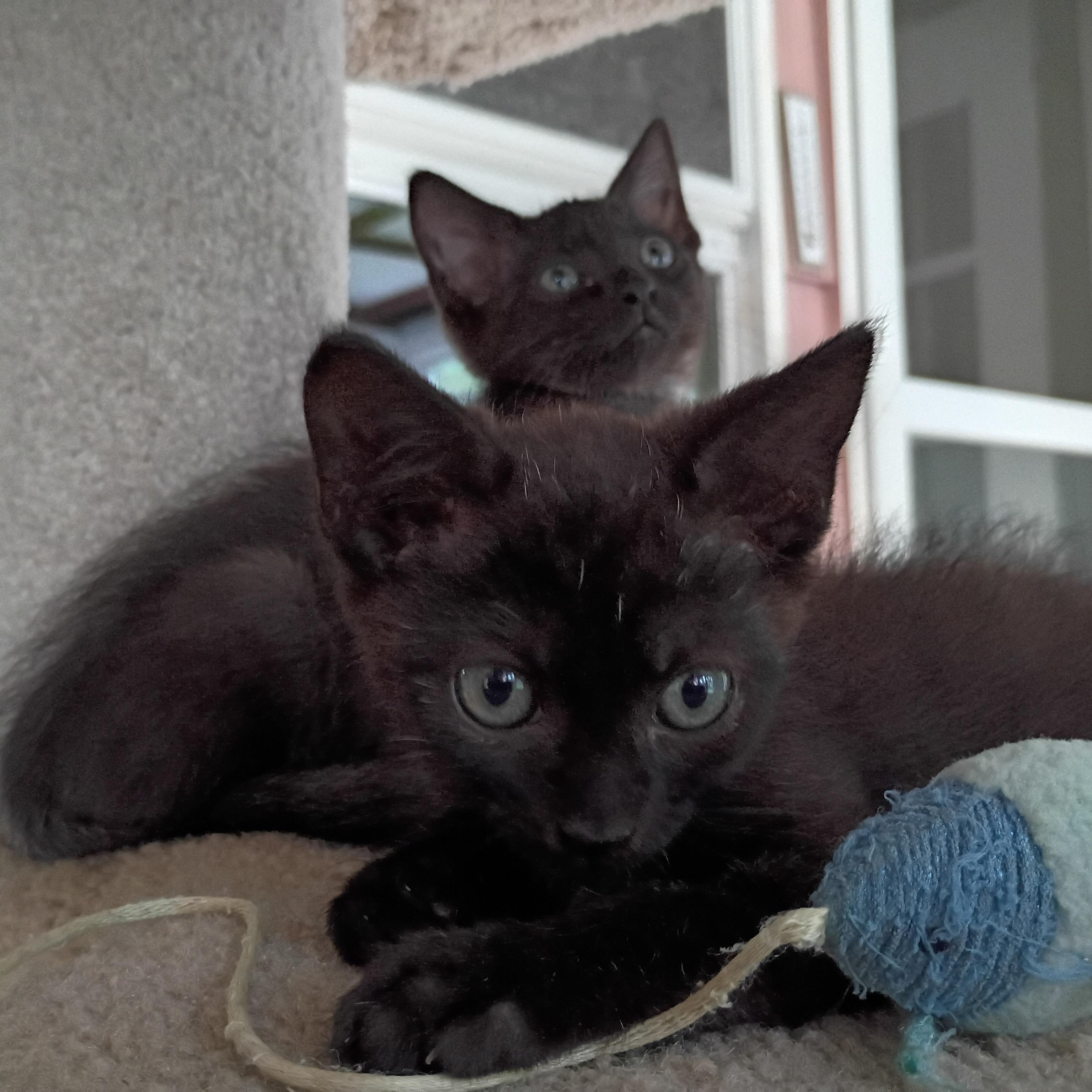 Enlarge Mac (School Kits), a Adopted Domestic Short Hair in Bordentown, NJ image 2/4