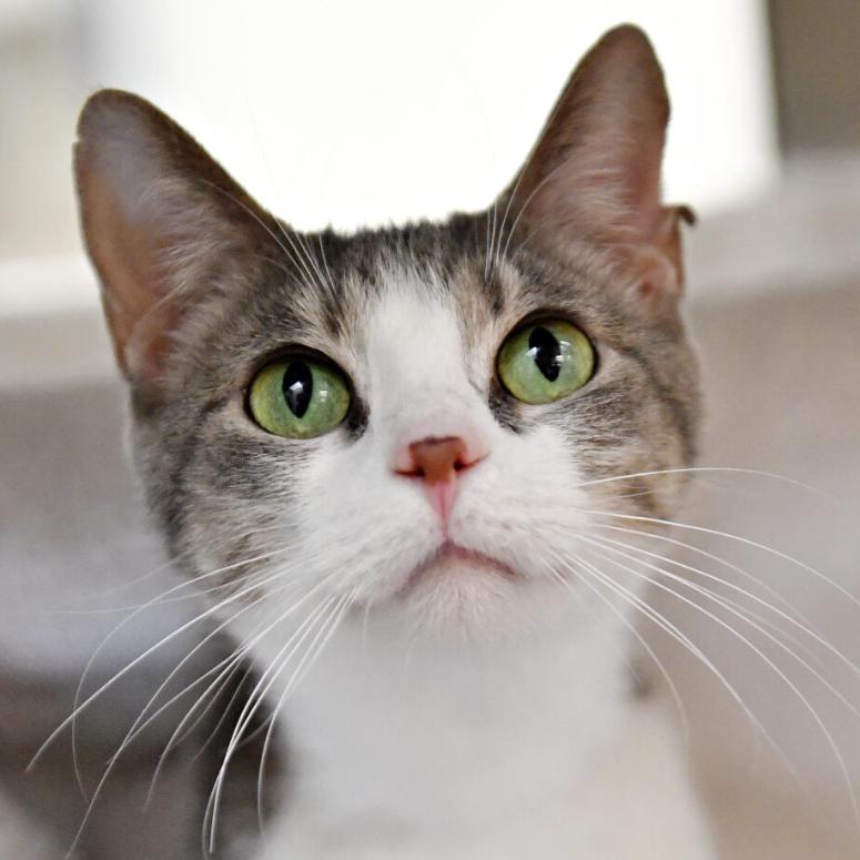 Enlarge Shania, a Adoptable Domestic Short Hair in York, PA image 1/5